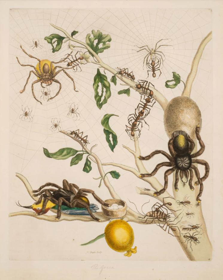 Maria Sibylla Merian’s “Plate 18 from Dissertation in Insect Generations and Metamorphosis in Surinam.” 