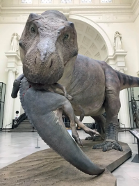 Sculpture of T Rex dinosaur eating another dinosaur in museum gallery